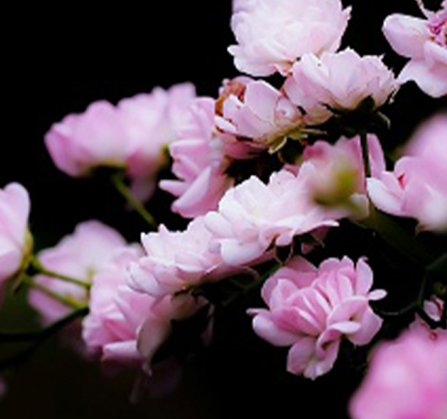 Sakura Blossom Flower Extract